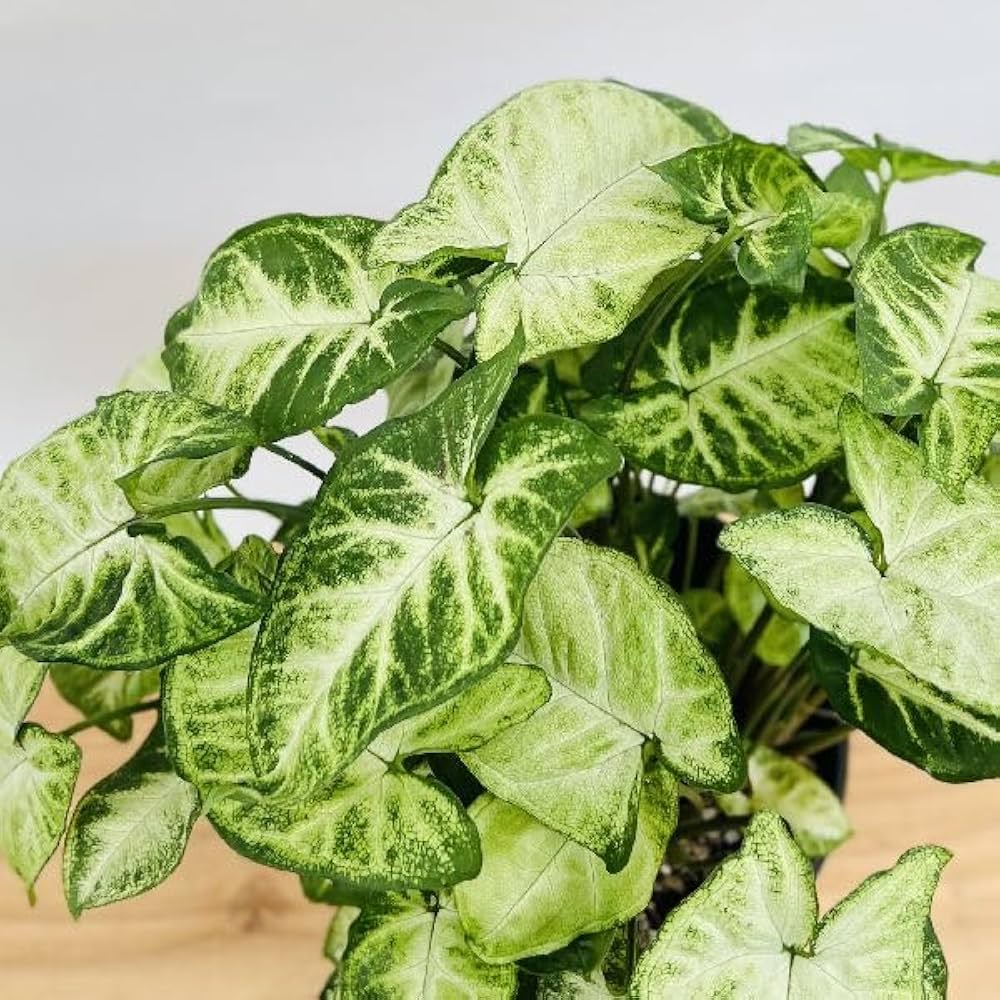 白斑入り　シンゴニウム　抜き苗　観葉植物　シンゴニューム　限定品！ 白斑入り シンゴニウム 水耕 抜き苗 観葉植物 シンゴニューム
